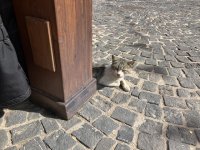 IMG_3508.jpeg